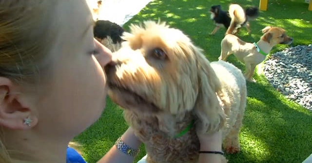 Kissing your dog: How dirty is it?