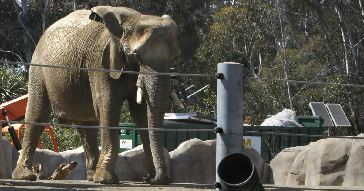 Video shows elephant charging at man who took his 2-year-old daughter into habitat at San Diego Zoo