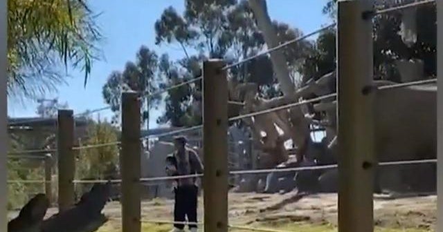 Dad arrested after taking child into elephant enclosure Dad arrested after taking child into elephant enclosure