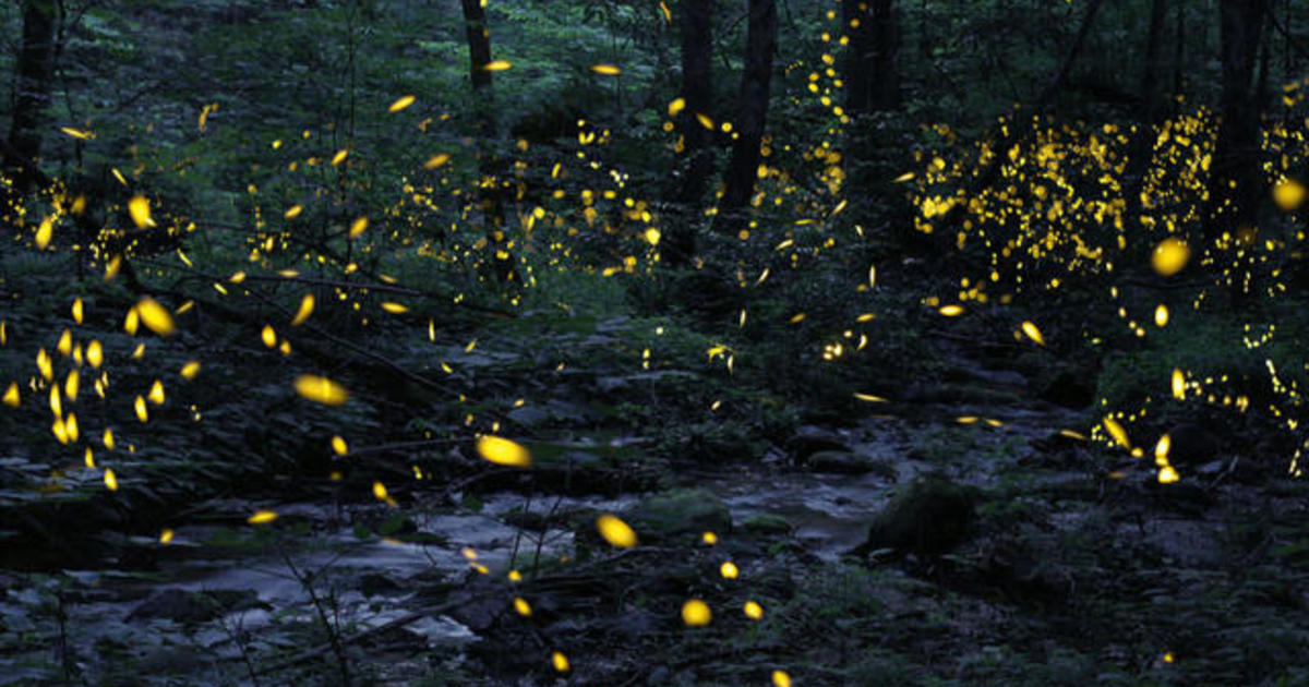 Tennessee fireflies A summertime light show CBS News