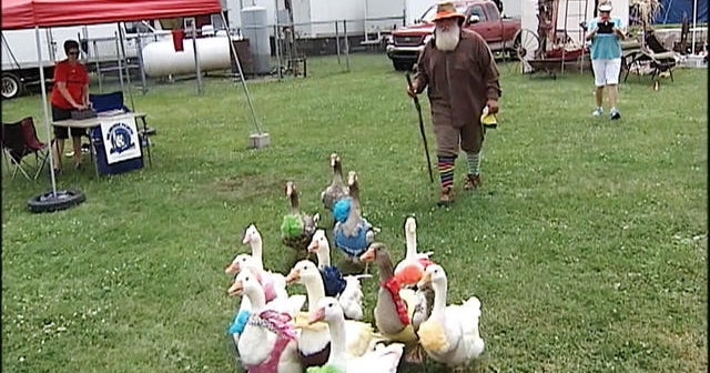 The Gooseman and his flock
