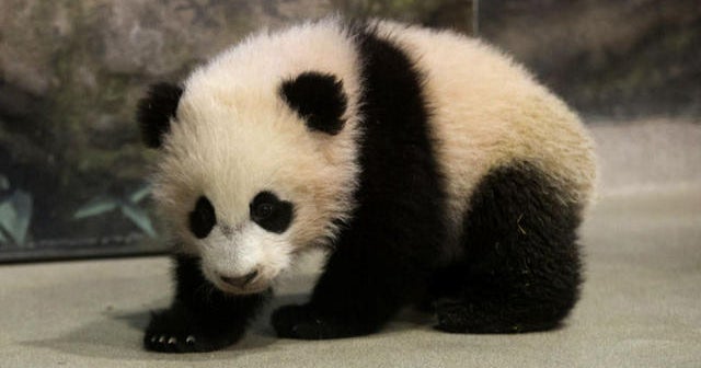 Panda Paradise: Chinese breeding center hopes to protect world panda populations