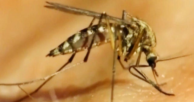 Experimental vaccine aims to protect against mosquito-borne virus