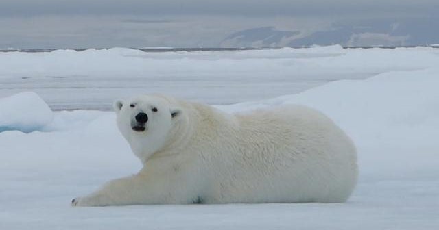 Polar bears leave clues behind in their footprints