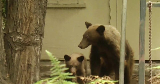 Mother black bear and cub roam Pasadena CBS News
