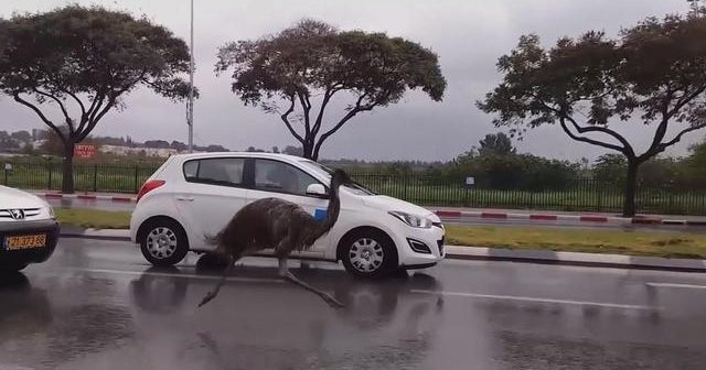 Runaway emu ends up in traffic