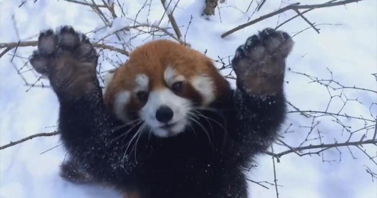 Adorable alert: Red pandas love the snow! - CBS News