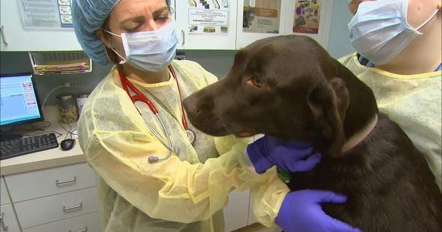 Canine influenza reaching epidemic proportions