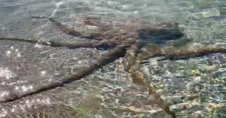 Video shows angered octopus attack man on Australia beach CBS News