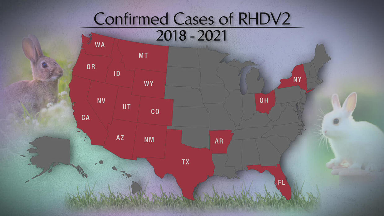 Rabbit Hemorrhagic Disease Map 2023 World Map