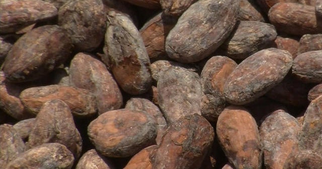 The facility trying to save chocolate’s future