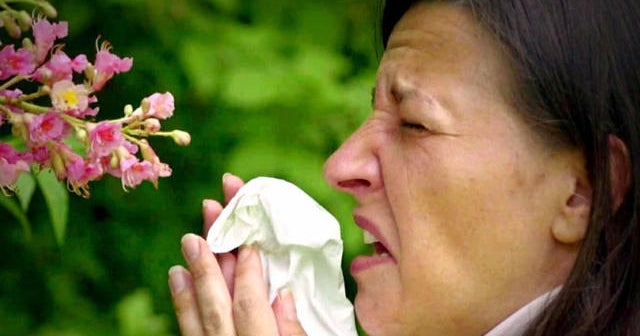 Pollen tsunami behind allergy misery this spring