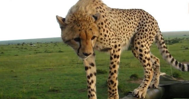 Cheetah hops in back seat of safari truck