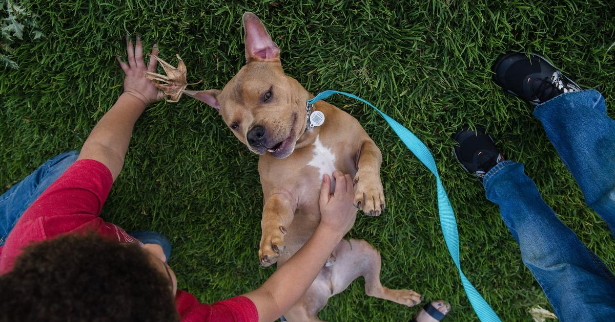Lenders push “predatory” puppy loans at pet stores across the U.S., group says