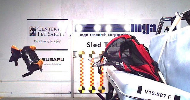 Animal crash test dummies highlight safety issues for pets