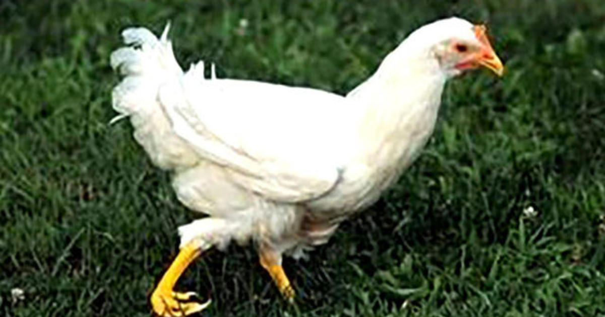 Restaurants face nationwide chicken shortage