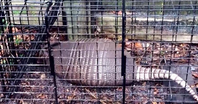 Florida residents warned of leprosy risk from armadillos