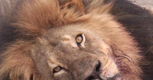 Guide: Dentist wanted to hunt for second animal