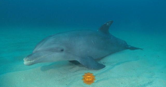 Nature: Coral reef of Honduras