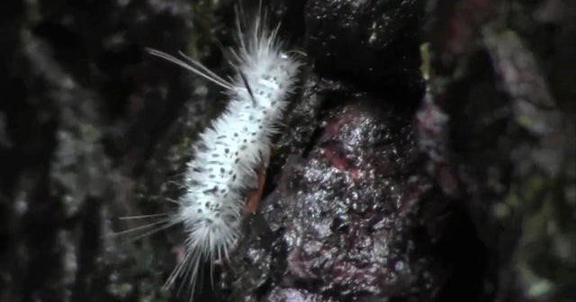 American Dagger Caterpillar Michigan Officials Warn Of Poisonous Caterpillar Lurking On Hiking Trails On Mid Michigan College Campus Cbs News