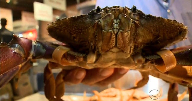 Crab fishing season on hold due to neurotoxin contamination