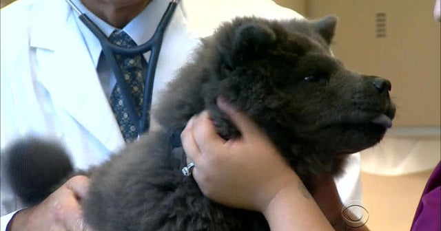 New dog flu strain raises vaccine questions