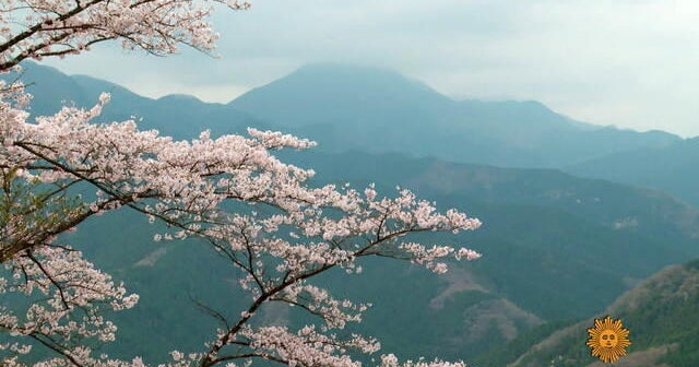 Nature: Cherry blossoms in Japan