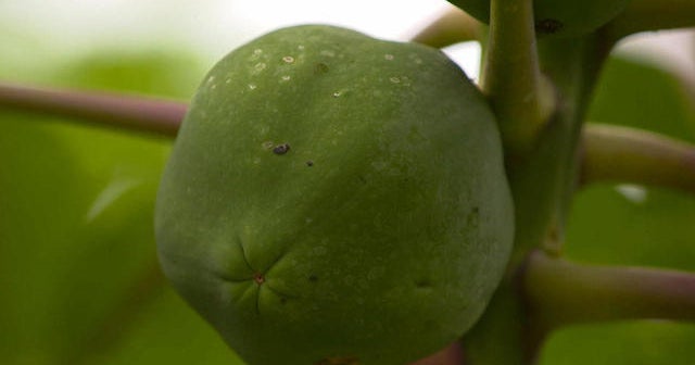 Food fight over GMOs