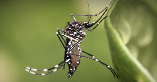 Growing fears Zika could spread in southern U.S.