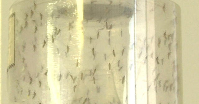 Brazil struggles to cope with growing Zika virus crisis