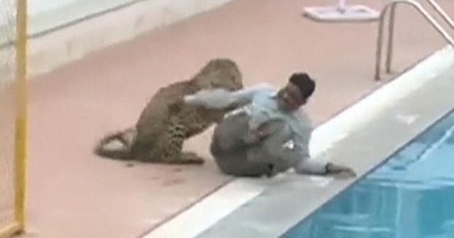 Dramatic video: Leopard gets loose in Indian school
