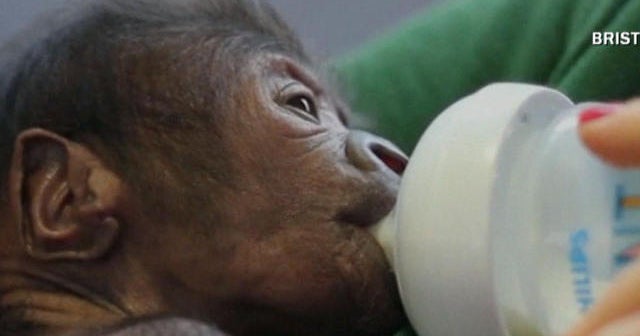 Baby gorilla born by rare C-section