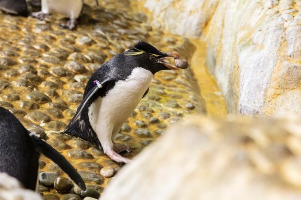 Penguins Nesting 