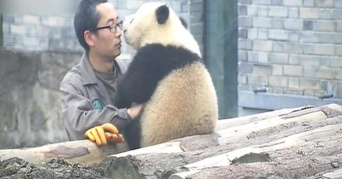 Must watch: Giant Panda cub, human "dad" take pictures - CBS News