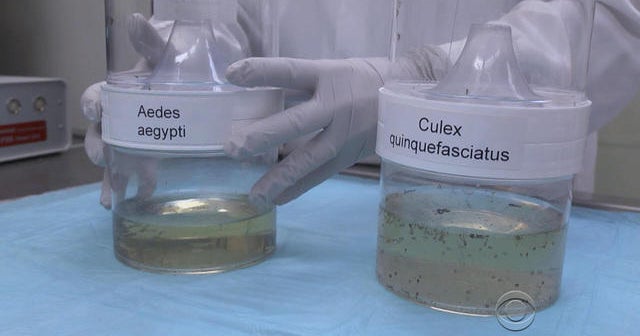 U.S. commits more than $500 million to fighting Zika