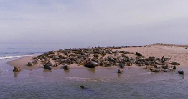 Seal surge a problem on Cape Cod coast CBS News