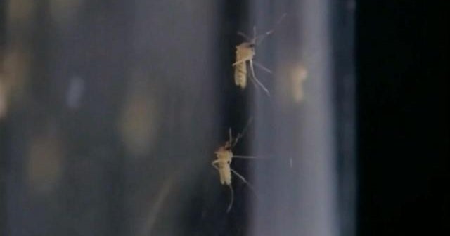 Zika concerns grow as the number of infected pregnant women swells in U.S.