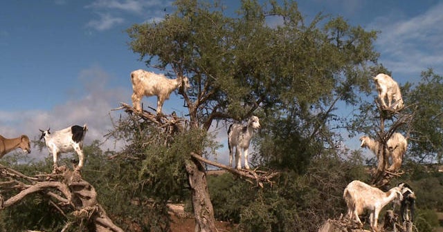 Why are there goats in the trees?