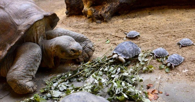 80-year-old tortoise hatches nine babies