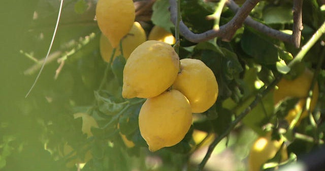 Growing lemons on the Amalfi Coast