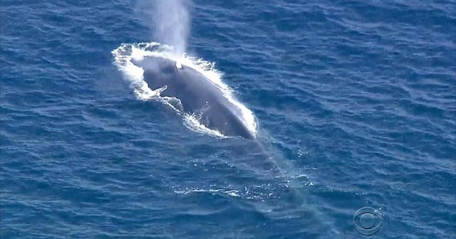 Crews work to untangle blue whale off California coast