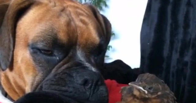 Dog in U.K. adopts new best friend