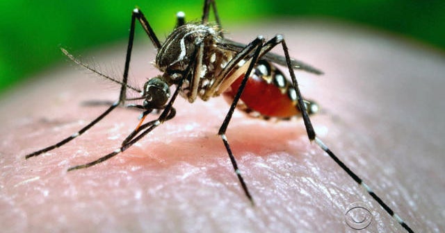 Mysterious Zika transmission stumps doctors