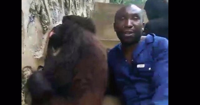 Watch gorillas live from Virunga National Park
