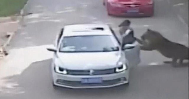 Caught on camera: Woman mauled by tiger after stepping out of car