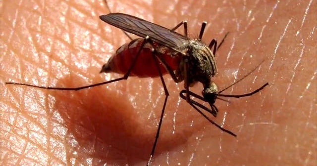 Florida Gov.: Zika appears to be spreading here