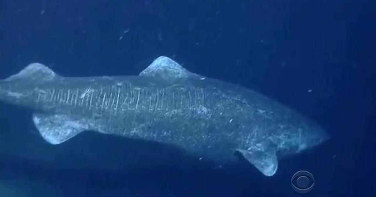 Scientists discover Greenland sharks can live for 400 years - CBS News