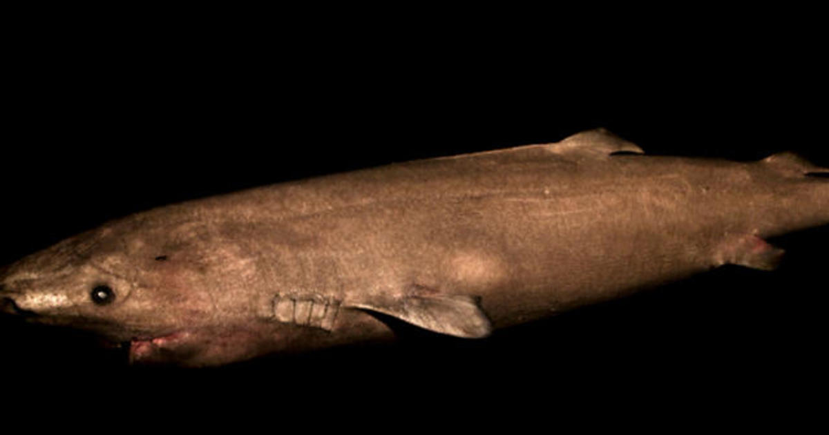 Greenland shark is world's longest-living vertebrate - CBS News