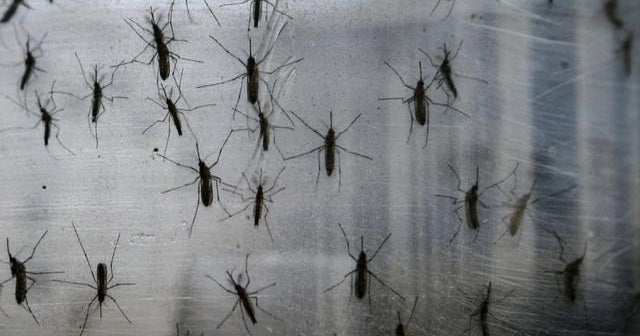 Baby dies from Zika virus in Texas