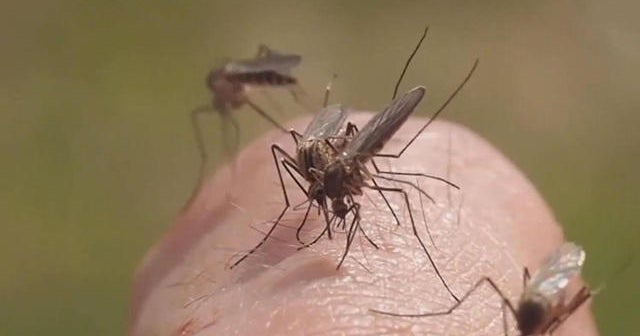 Florida launches air assault against Zika mosquitoes